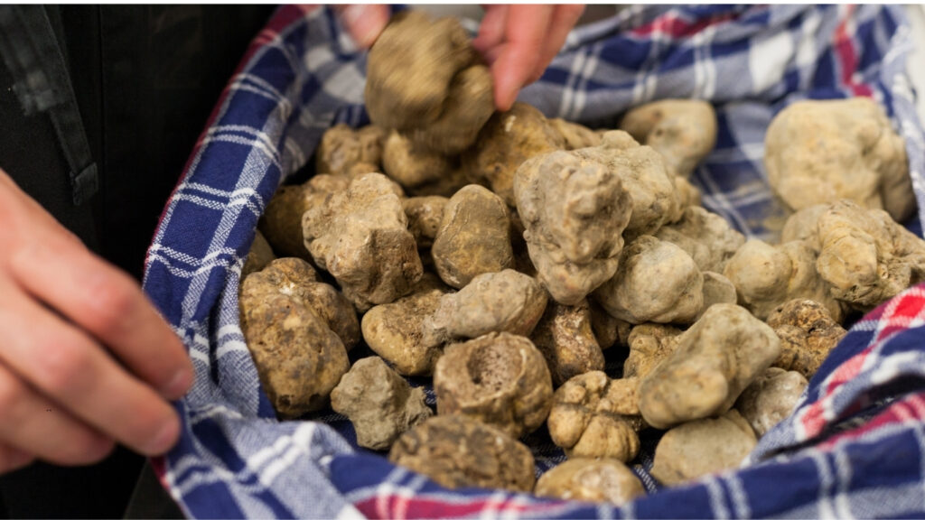 Por que a trufa branca de Alba é considerada o ouro branco do Piemonte e um dos ingredientes mais raros e desejados do mundo