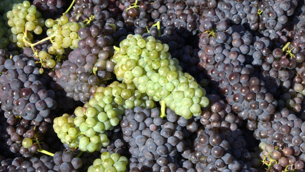 Turismo do vinho no Brasil: a experiência que cresce entre vinhedos, altitude e identidade territorial