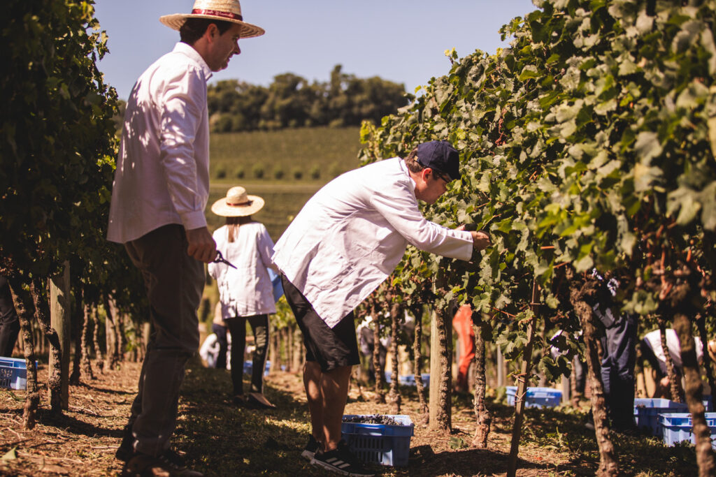 Você já imaginou criar o seu próprio vinho e levar 60 garrafas para casa?