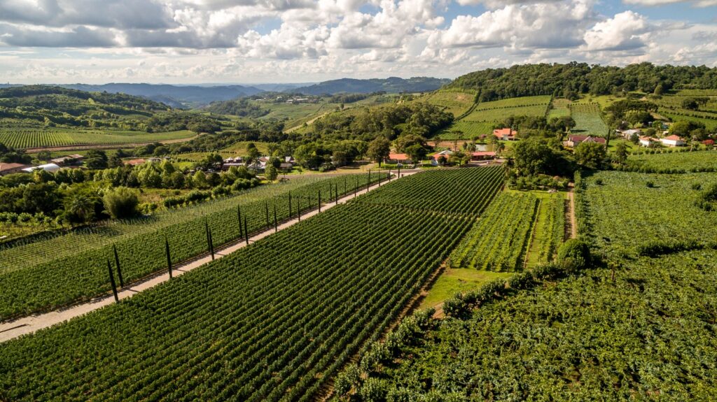 Festival Vale dos Vinhedos propõe experiência sensorial entre paisagens, vinhos e história no Sul do Brasil