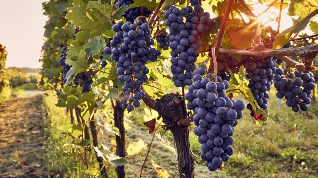 Centro-Oeste ganha o primeiro resort do vinho com hotel, vinícola e moradia perto de Brasília