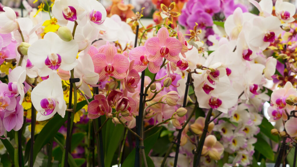 Feira de Orquídeas em Goiânia: evento gratuito reúne espécies raras no Bosque dos Buritis